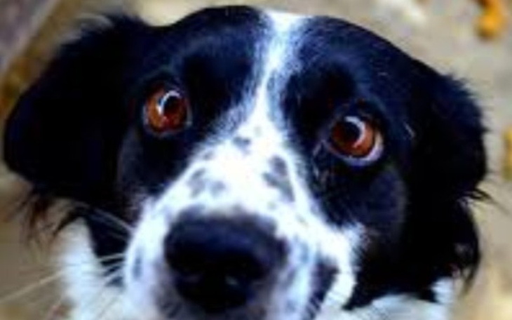 Zbiórka Karmy, koce dla schroniska - zdjęcie główne