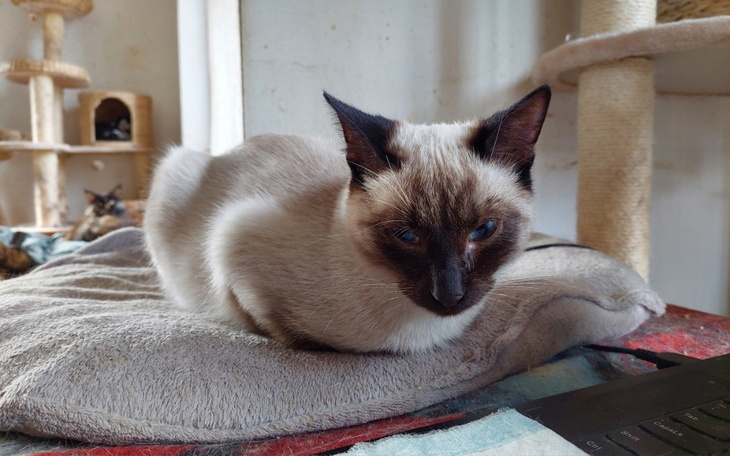 Siamese kot leży na poduszce, zrelaksowany i spokojny.