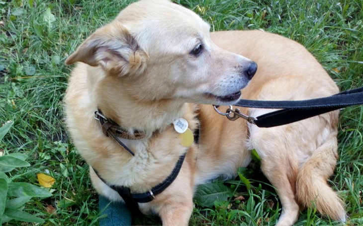 Zbiórka Na leczenie psa po wypadku - zdjęcie główne