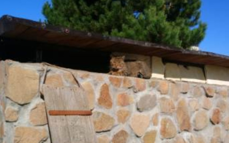 Zbiórka Koty bez schronienia - zdjęcie główne