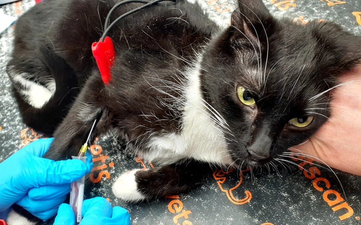 Zbiórka Moje życie wisi na włosku... - zdjęcie główne