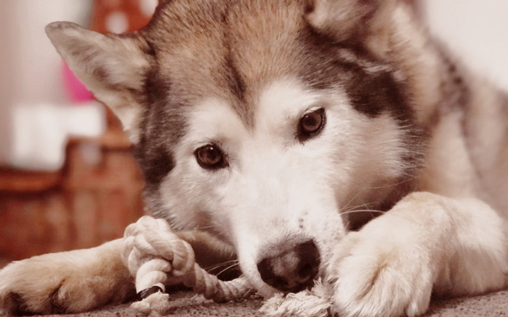 Zbiórka Snafi - zdjęcie główne