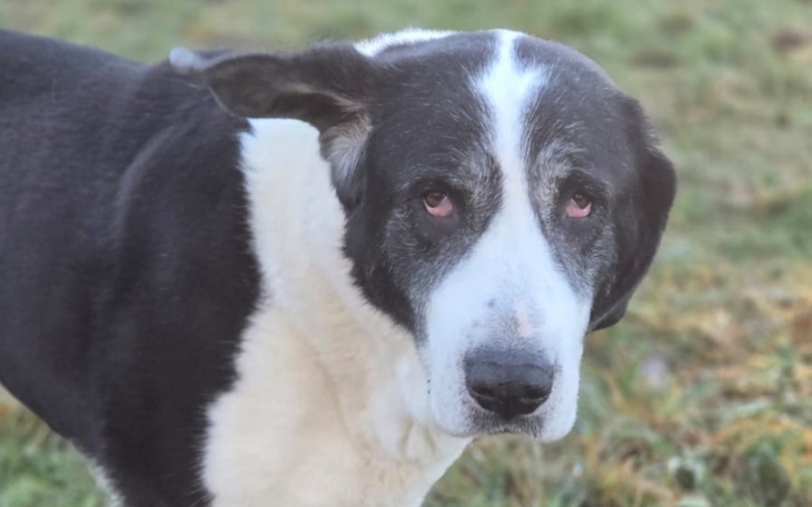 Pies z wyrazistym spojrzeniem, gotowy do zabawy.