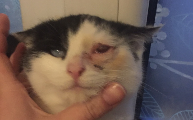 Zbiórka Dla Usi amputacja oka - zdjęcie główne