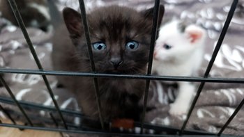 Zbiórka Kociaki potrzebują pomocy - miniaturka zdjęcia