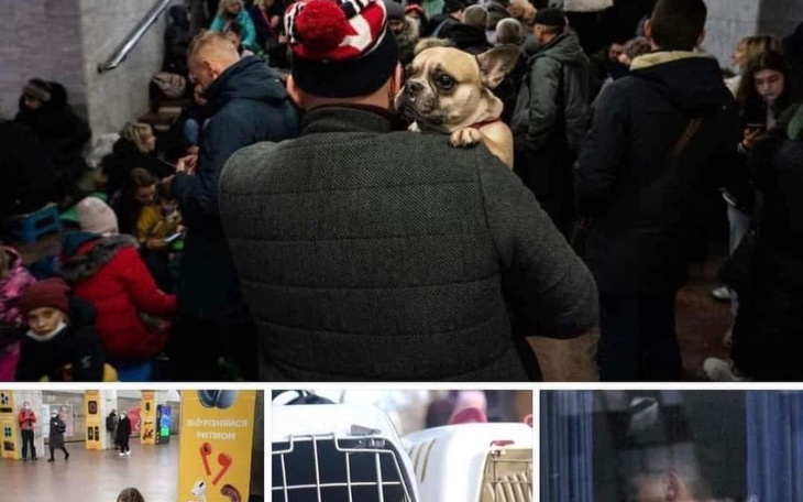 Zbiórka Pomoc Zwierzętom Z UA - zdjęcie główne