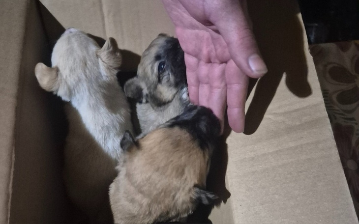 Szczenięta w kartonie, wpatrujące się w dłoń.