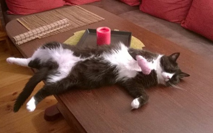 Zbiórka Miko - wieczny tymczas - zdjęcie główne