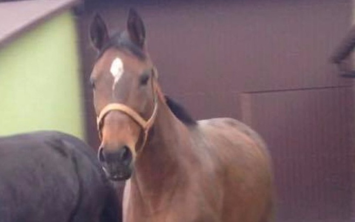 Zbiórka Uratujmy klacz przed śmiercią! - zdjęcie główne