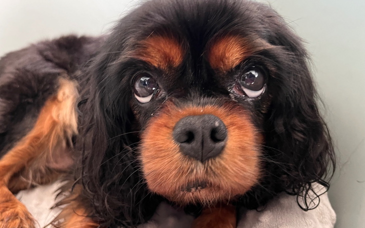 Pies rasy Cavalier King Charles Spaniel z wyrazem smutku.