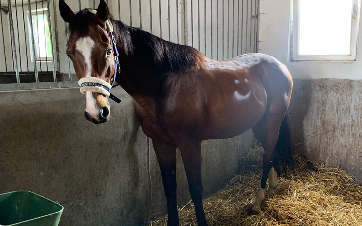 Zbiórka Operacja Alvaniego - zdjęcie główne