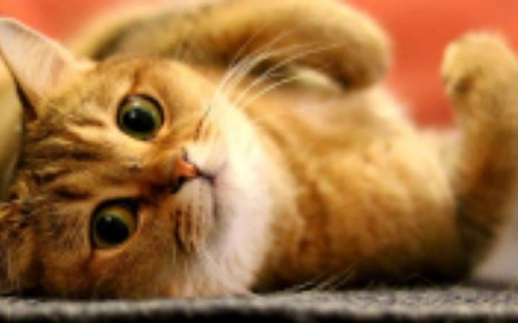 Zbiórka Na leczenie kota ma 1.5 roku - zdjęcie główne