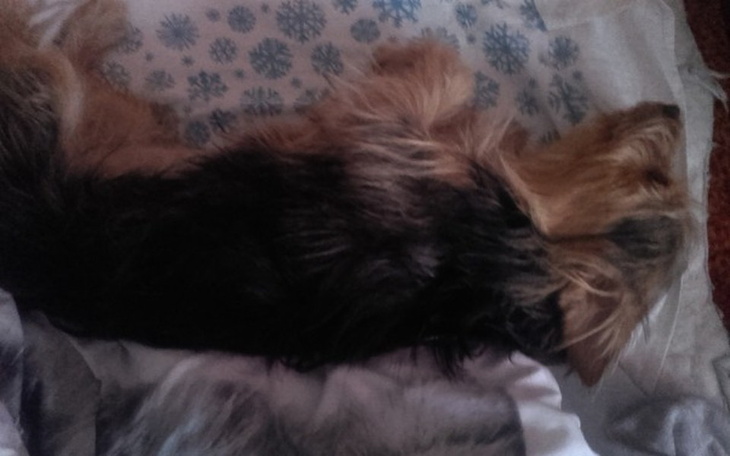 Zbiórka Operacja psa!!! Yorka - zdjęcie główne