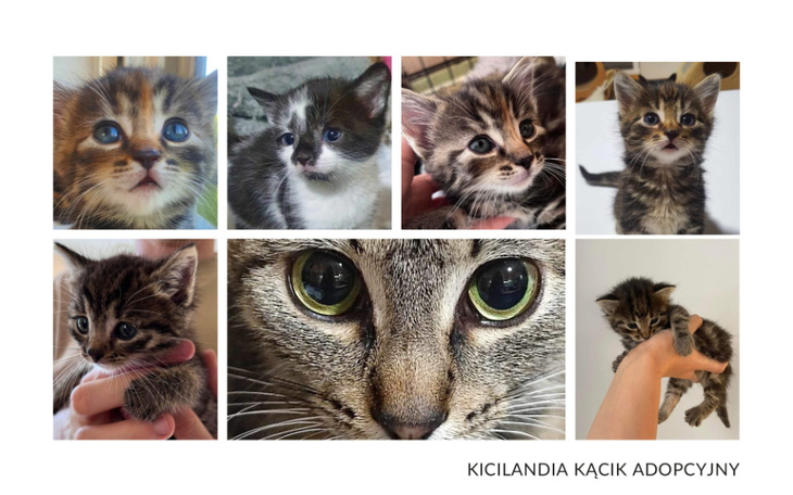 Zbiórka Wspieramy bezdomne koteczki - zdjęcie główne