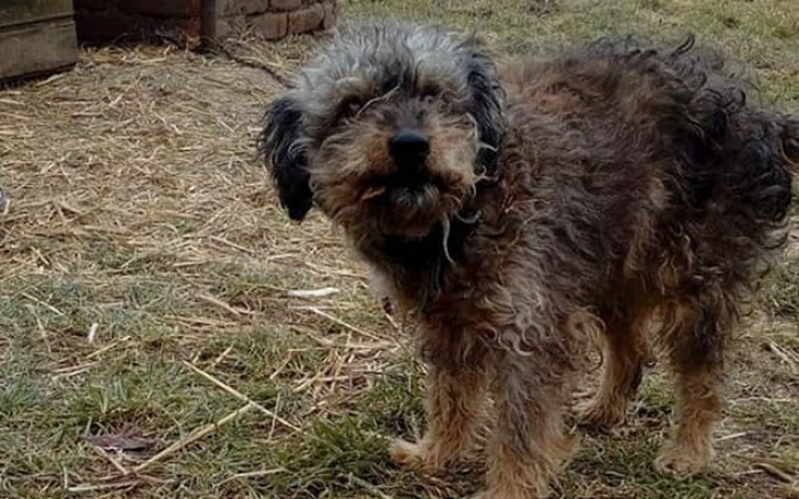 Zbiórka Zbiórka na kastracje suczki - zdjęcie główne