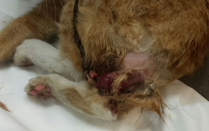 Zbiórka Leczenie maleńkiej koteczki - zdjęcie główne