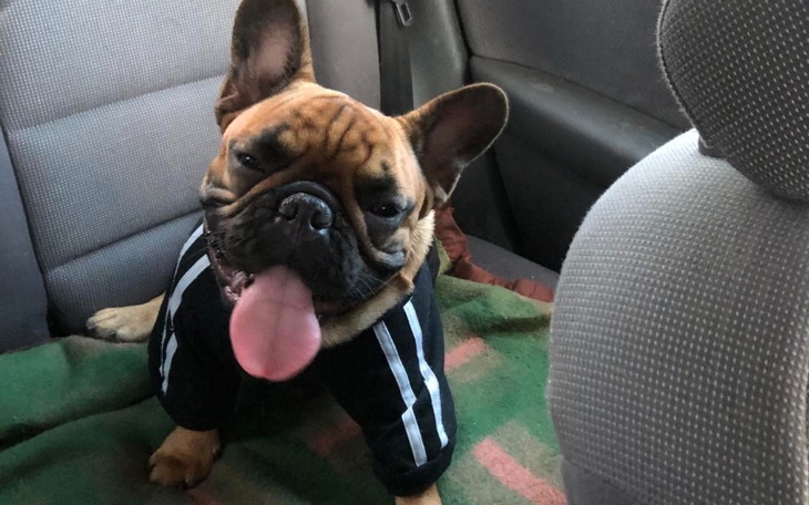 Zbiórka Na legowisko ortopedyczne - zdjęcie główne