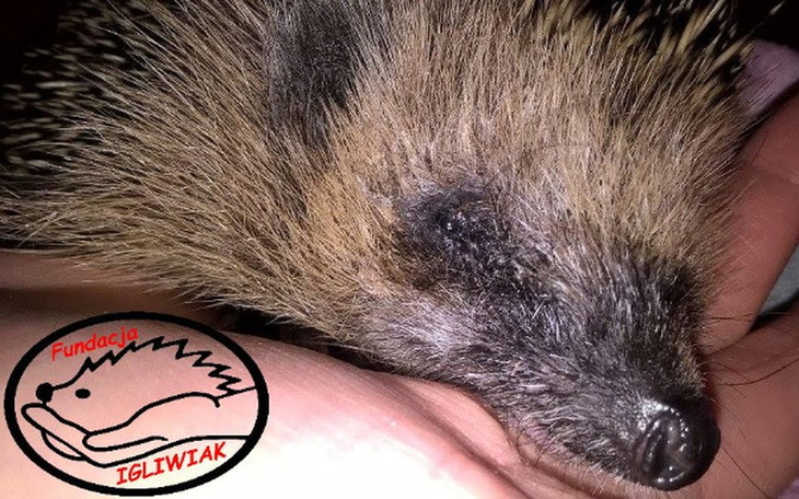 Zbiórka Ratujemy Dyzia - pomóżcie mu żyć - zdjęcie główne