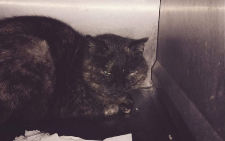 Zbiórka Ratujemy łapkę bezdomnej kotki - zdjęcie główne