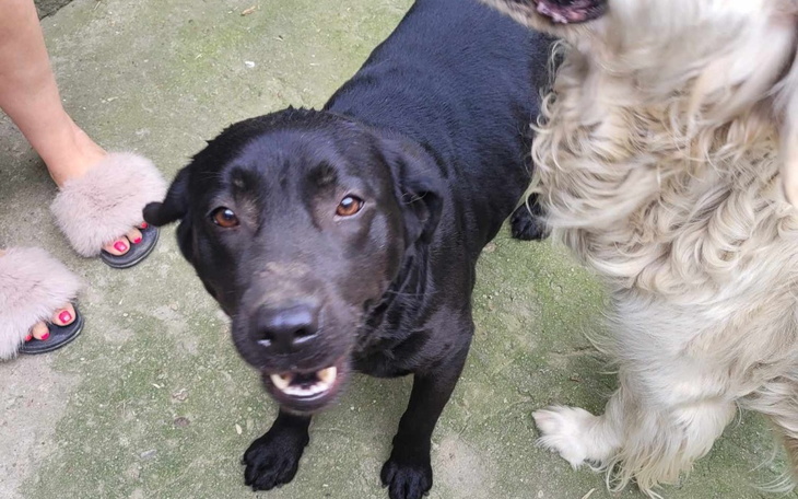 Zbiórka Pseudohodowla to przeszłość. - zdjęcie główne