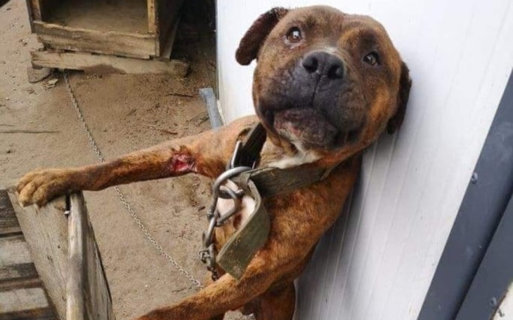 Zbiórka Poraniony pies z łańcucha - zdjęcie główne