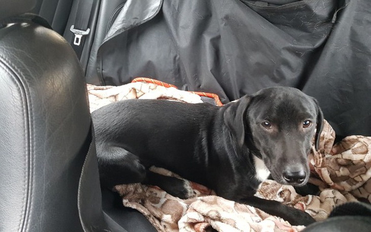 Zbiórka Borys - zbieramy dom tymczasowy - zdjęcie główne