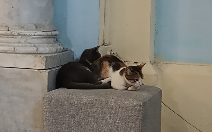 Dwa koty odpoczywające na szarej pufie w pomieszczeniu.