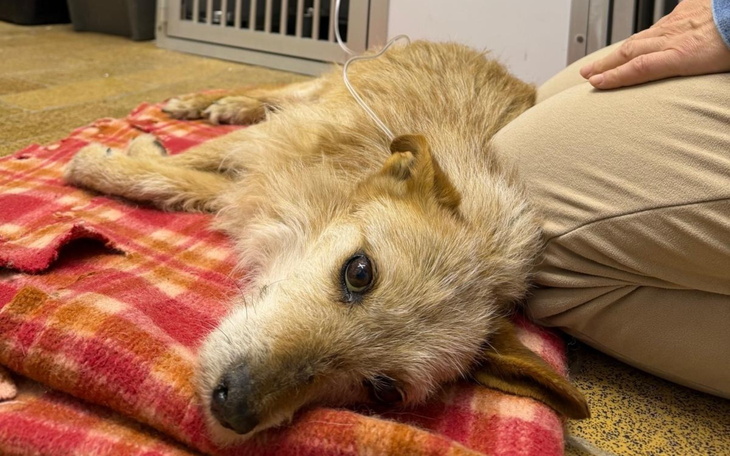 Chory pies leży na kocu, otrzymując opiekę.