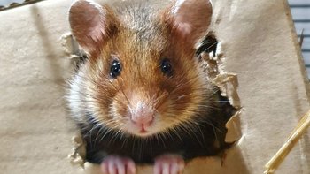 Zbiórka Ratujemy chomiki europejskie - miniaturka zdjęcia