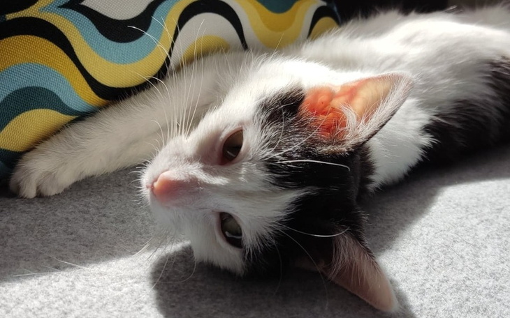 Zbiórka Walka o życie Tinusi - zdjęcie główne