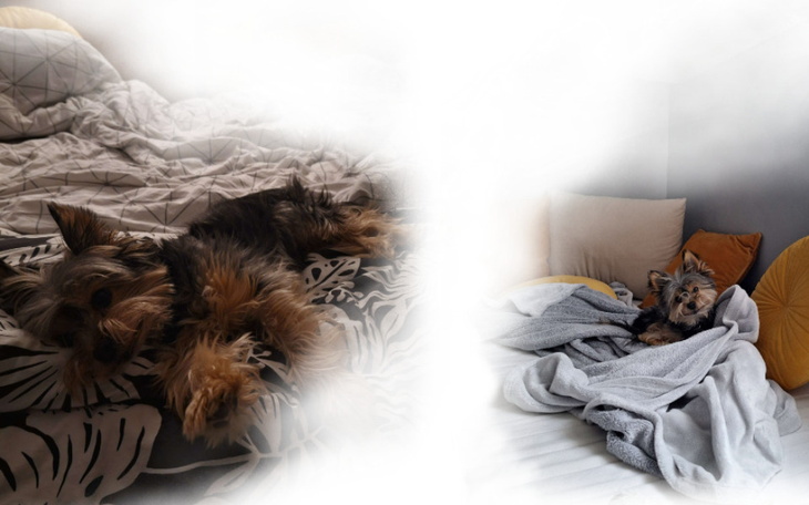 Zbiórka Zabieg Charliego - zdjęcie główne