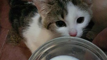 Zbiórka Na ratunek dla 4 kociąt i mamy - miniaturka zdjęcia