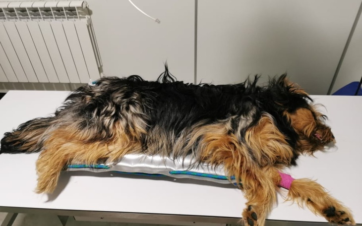 Zbiórka Strzaskana noga - RATUJEMY - zdjęcie główne