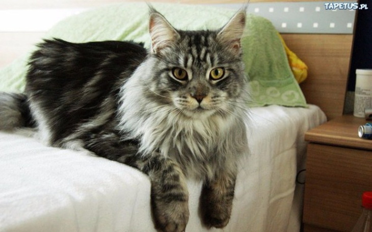 Zbiórka Futrzak dla dziewczyny - zdjęcie główne