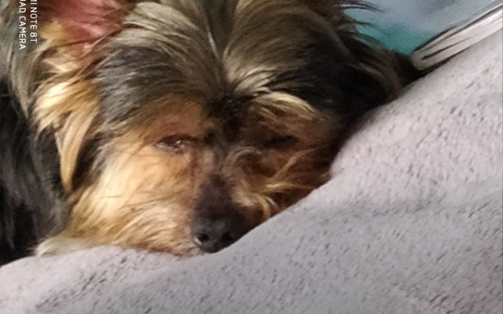 Zbiórka Operacja Rehabilitacja onyxa - zdjęcie główne