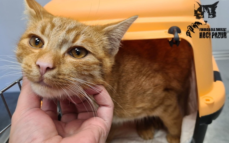 Zbiórka Połamany Rudolf prosi o pomoc - zdjęcie główne