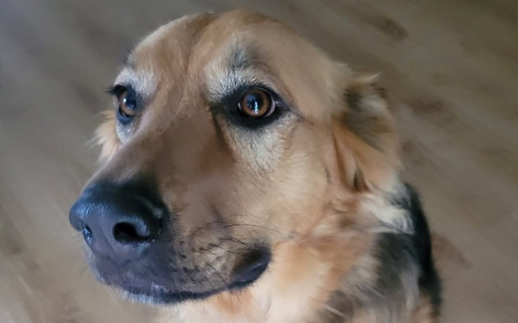 Pies z wyrazem twarzy, wygląda na przyjaznego i spokojnego.