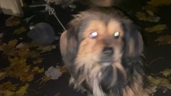 Zbiórka Maleńki piesek w śmietniku - miniaturka zdjęcia