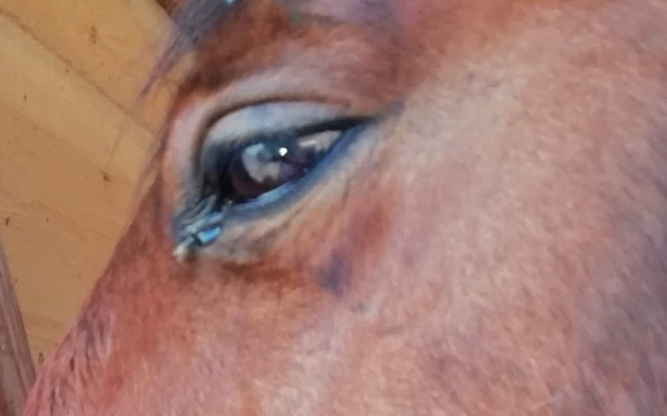 Zbiórka Nestor na progu zycia - zdjęcie główne