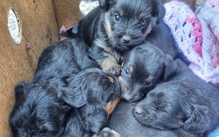 Zbiórka Na karmę dla maluchów - zdjęcie główne