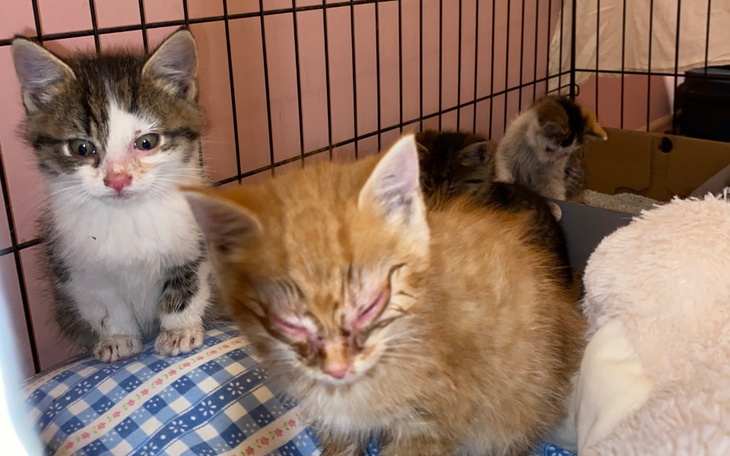 Zbiórka Szczepienia dla maluszków - zdjęcie główne