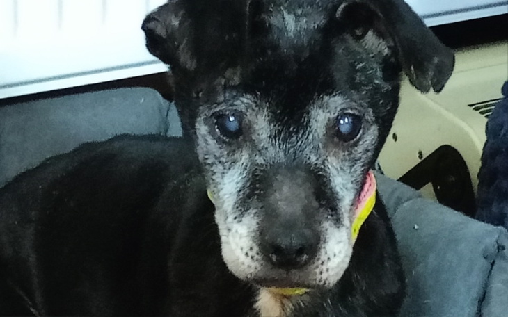 Zbiórka Godna starość Balbiny - zdjęcie główne