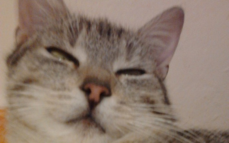 Zbiórka Hotel dla kotki Mimi - zdjęcie główne