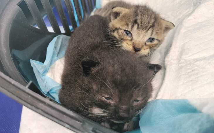 Zbiórka Kolejne uratowane ... - zdjęcie główne