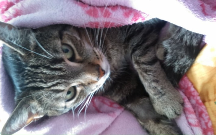 Zbiórka Na leczenie kotka Tygryska - zdjęcie główne