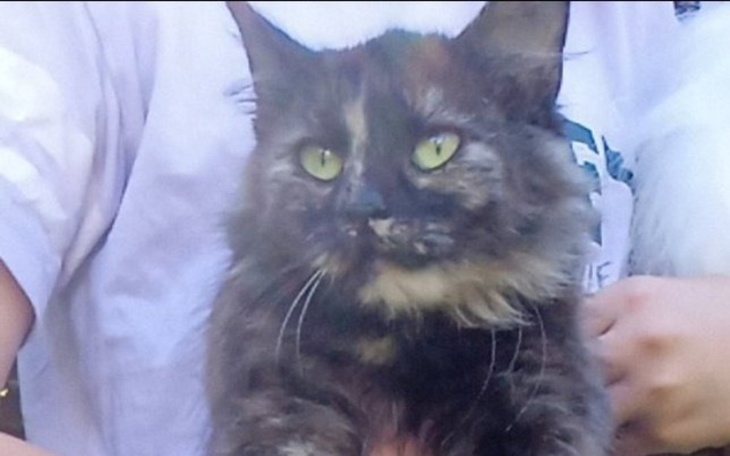 Kot o pięknych zielonych oczach, trzymany na rękach.