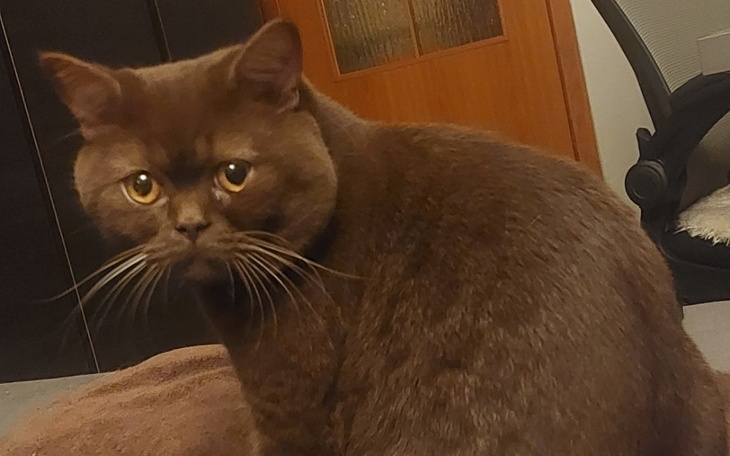 Zbiórka Pomoc dla chorego Nugata - zdjęcie główne