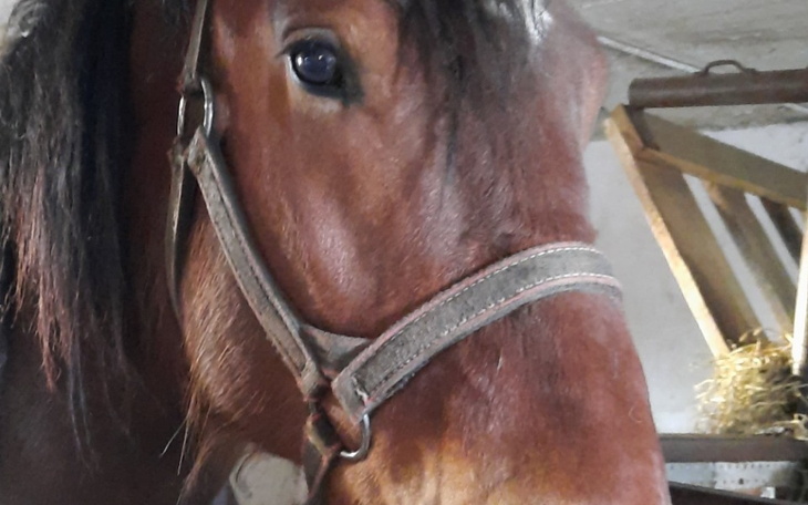 Zbiórka Wykup konia,który pódzie na rzeź - zdjęcie główne