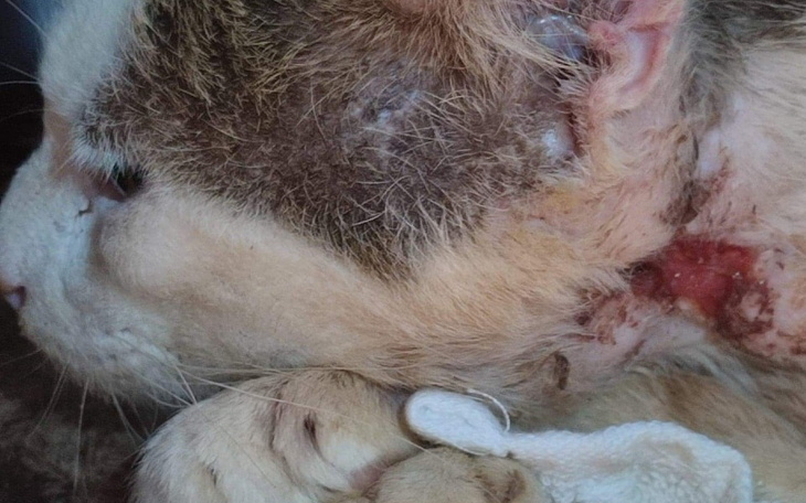 Zbiórka Pogryziony Kazio z FIV - zdjęcie główne