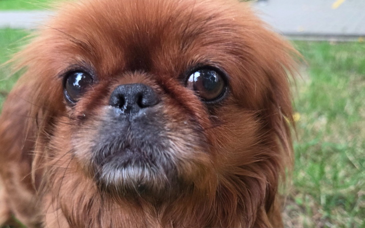 Zbliżenie na psa rasy Pekińczyk z wyrazistymi oczami.